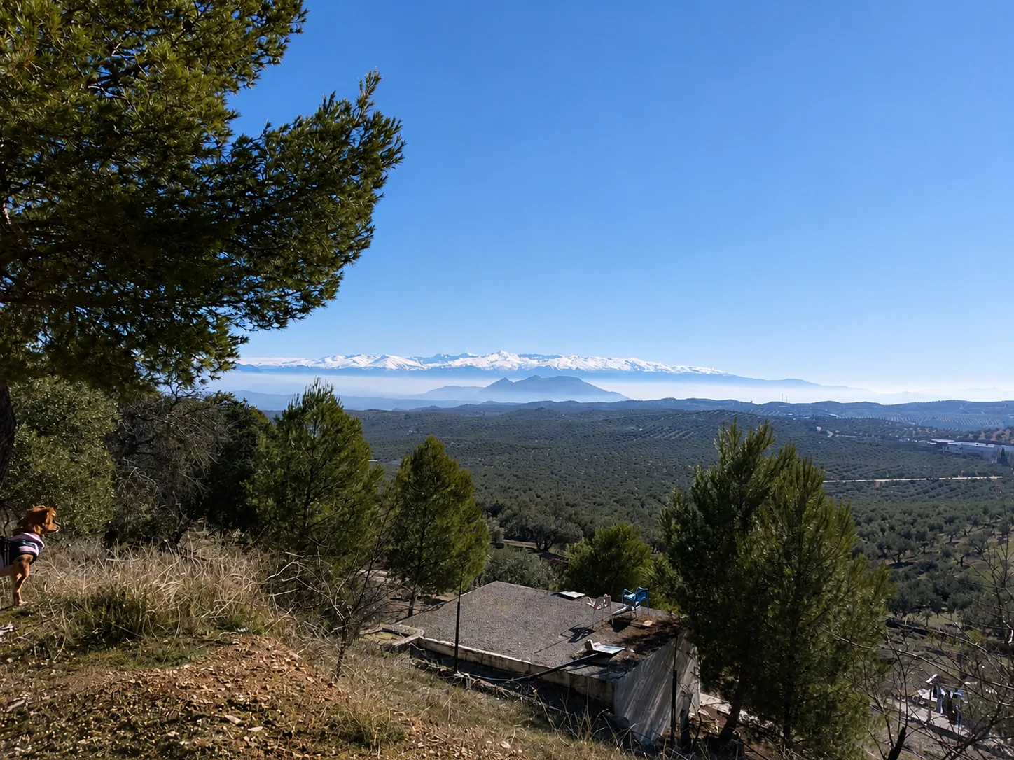 Vista desde el cerro sobre el olivar de Íllora, con Sierra Nevada nevada en el horizonte